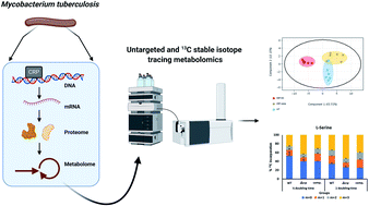 Graphical abstract: Metabolomics reveals that the cAMP receptor protein regulates nitrogen and peptidoglycan synthesis in Mycobacterium tuberculosis