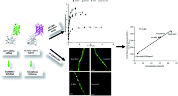 Graphical abstract: The use of fluorescent protein-tagged carbohydrate-binding modules to evaluate the influence of drying on cellulose accessibility and enzymatic hydrolysis