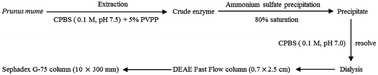 Graphical abstract: Purification and characterization of a thaumatin-like protein-1 with polyphenol oxidase activity found in Prunus mume