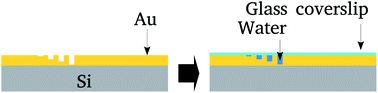 Graphical abstract: Gold nanochannels oxidation by confined water