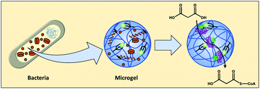 Graphical abstract: Cell-free protein synthesis and in situ immobilization of deGFP-MatB in polymer microgels for malonate-to-malonyl CoA conversion