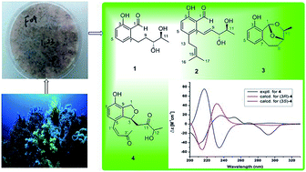 Graphical abstract: New cytotoxic natural products from the marine sponge-derived fungus Pestalotiopsis sp. by epigenetic modification