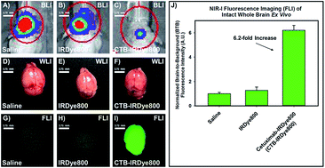 Graphical abstract: Targeting intracranial patient-derived glioblastoma (GBM) with a NIR-I fluorescent immunoconjugate for facilitating its image-guided resection