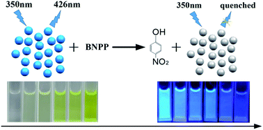 Graphical abstract: Fabrication of highly active phosphatase-like fluorescent cerium-doped carbon dots for in situ monitoring the hydrolysis of phosphate diesters