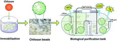 Graphical abstract: Enhanced stability and nitrogen removal efficiency of Klebsiella sp. entrapped in chitosan beads applied in the domestic sewage system