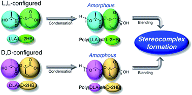 Graphical abstract: Synthesis and stereocomplex formation of enantiomeric alternating copolymers with two types of chiral centers, poly(lactic acid-alt-2-hydroxybutanoic acid)s