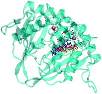 Graphical abstract: Exploring interfacial dynamics in homodimeric S-ribosylhomocysteine lyase (LuxS) from Vibrio cholerae through molecular dynamics simulations