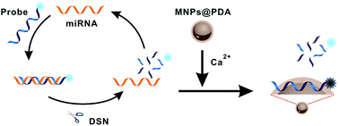 Graphical abstract: Magnetic-enhanced fluorescence sensing of tumor miRNA by combination of MNPs@PDA with duplex specific nuclease