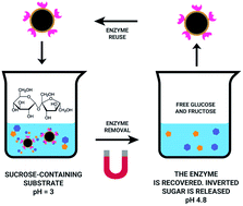 Graphical abstract: Enzyme-functionalised, core/shell magnetic nanoparticles for selective pH-triggered sucrose capture
