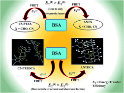 Graphical abstract: Binding interactions and FRET between bovine serum albumin and various phenothiazine-/anthracene-based dyes: a structure–property relationship