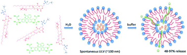 Graphical abstract: Exploring the utility of hybrid siloxane-phosphocholine (SiPC) liposomes as drug delivery vehicles