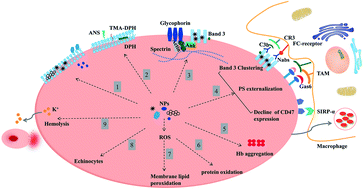 Graphical abstract: Current advances in nanomaterials affecting morphology, structure, and function of erythrocytes
