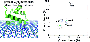 Graphical abstract: Restricted binding of a model protein on C3N4 nanosheets suggests an adequate biocompatibility of the nanomaterial