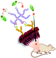 Graphical abstract: Targeted and modular architectural polymers employing bioorthogonal chemistry for quantitative therapeutic delivery