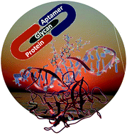 Graphical abstract: Aptamers targeting protein-specific glycosylation in tumor biomarkers: general selection, characterization and structural modeling