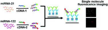 Graphical abstract: Simultaneous and ultrasensitive detection of multiple microRNAs by single-molecule fluorescence imaging