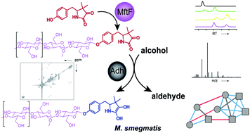 Graphical abstract: Structure elucidation of the redox cofactor mycofactocin reveals oligo-glycosylation by MftF