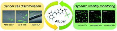Graphical abstract: Cancer cell discrimination and dynamic viability monitoring through wash-free bioimaging using AIEgens