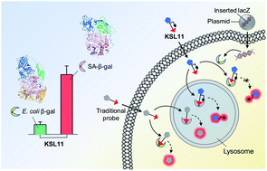 Graphical abstract: First-generation species-selective chemical probes for fluorescence imaging of human senescence-associated β-galactosidase