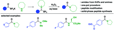 Graphical abstract: Synthesis of secondary and tertiary amides without coupling agents from amines and potassium acyltrifluoroborates (KATs)