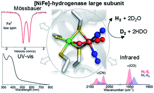 Graphical abstract: The large subunit of the regulatory [NiFe]-hydrogenase from Ralstonia eutropha – a minimal hydrogenase?