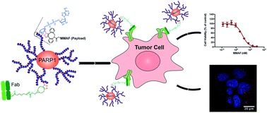 Graphical abstract: A poly-ADP-ribose polymer-based antibody-drug conjugate