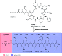 Graphical abstract: “CLipP”ing on lipids to generate antibacterial lipopeptides