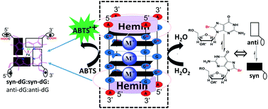 Graphical abstract: Investigation and improvement of catalytic activity of G-quadruplex/hemin DNAzymes using designed terminal G-tetrads with deoxyadenosine caps