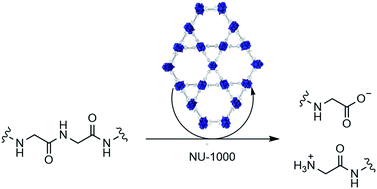 Graphical abstract: Interplay between structural parameters and reactivity of Zr6-based MOFs as artificial proteases