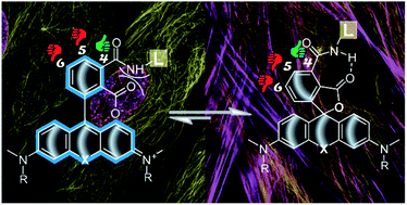 Graphical abstract: Enhancing the biocompatibility of rhodamine fluorescent probes by a neighbouring group effect