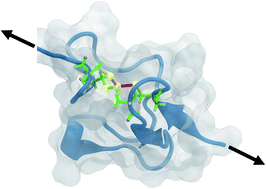 Graphical abstract: The rupture mechanism of rubredoxin is more complex than previously thought