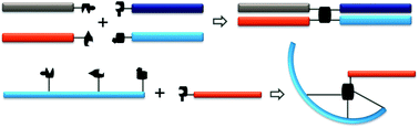 Graphical abstract: Pyrazolone ligation-mediated versatile sequential bioconjugations