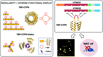 Graphical abstract: Engineering mono- and multi-valent inhibitors on a modular scaffold
