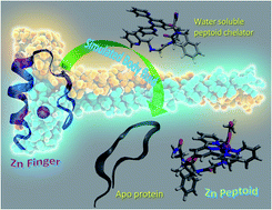 Graphical abstract: A rationally designed peptoid for the selective chelation of Zn2+ over Cu2+