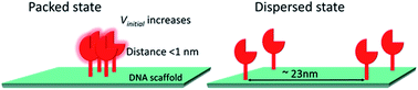Graphical abstract: Enhanced enzymatic activity exerted by a packed assembly of a single type of enzyme