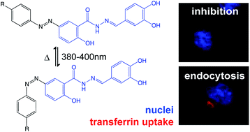 Graphical abstract: Photoswitchable dynasore analogs to control endocytosis with light
