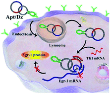 Graphical abstract: Targeted and direct intracellular delivery of native DNAzymes enables highly specific gene silencing
