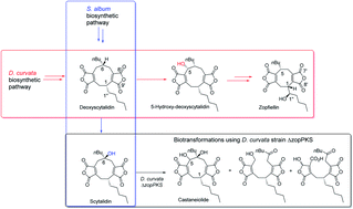 Graphical abstract: Uncovering biosynthetic relationships between antifungal nonadrides and octadrides