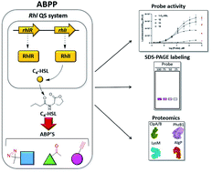 Graphical abstract: Short-chain reactive probes as tools to unravel the Pseudomonas aeruginosa quorum sensing regulon