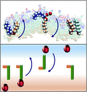 Graphical abstract: An octanol hinge opens the door to water transport