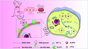 Graphical abstract: Ex vivo identification of circulating tumor cells in peripheral blood by fluorometric “turn on” aptamer nanoparticles