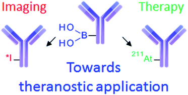 Graphical abstract: Investigation on the reactivity of nucleophilic radiohalogens with arylboronic acids in water: access to an efficient single-step method for the radioiodination and astatination of antibodies