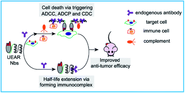 Graphical abstract: Universal endogenous antibody recruiting nanobodies capable of triggering immune effectors for targeted cancer immunotherapy