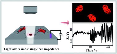 Graphical abstract: Monitoring the heterogeneity in single cell responses to drugs using electrochemical impedance and electrochemical noise