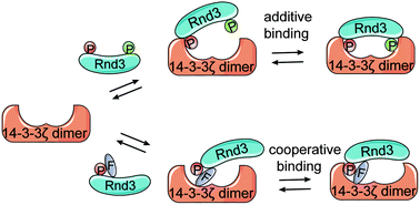 Graphical abstract: Different phosphorylation and farnesylation patterns tune Rnd3–14-3-3 interaction in distinct mechanisms