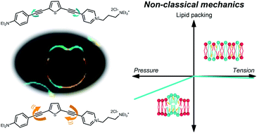 Graphical abstract: Imaging non-classical mechanical responses of lipid membranes using molecular rotors