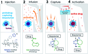 Graphical abstract: Click activated protodrugs against cancer increase the therapeutic potential of chemotherapy through local capture and activation