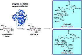 Graphical abstract: Development of isotope-enriched phosphatidylinositol-4- and 5-phosphate cellular mass spectrometry probes