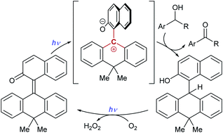 Graphical abstract: o-Quinone methide with overcrowded olefin component as a dehydridation catalyst under aerobic photoirradiation conditions