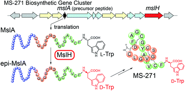 Graphical abstract: Identification of the peptide epimerase MslH responsible for d-amino acid introduction at the C-terminus of ribosomal peptides